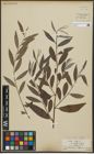 Foto von Salix alba subsp. vitellina (L.) Arcang.